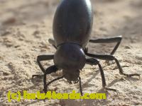 /home//u458753944/public_html/sourcegallery//////////////////Insects and small critters/beetles (Coleoptera)/P4240031.JPG